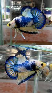 Nice Halfmoon Plakat 134 Betta Betta Breeding Betta Fish