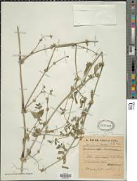 Image result for Justicia heterocarpa