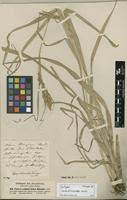 Image result for Carex echinochloe