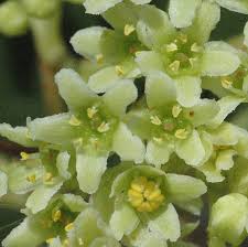 Image result for Gymnosporia senegalensis