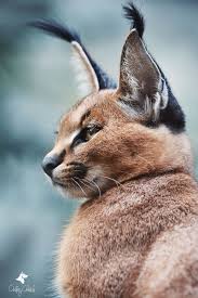Der karakal (caracal caracal) ist eine afroasiatische, mittelgroße katze und der einzige vertreter der gattung caracal. Karakal Caracal Caracal Young Caracal Watched By His Brother Karakal Karakal Katze Afrikanische Tiere