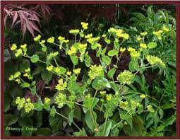 Three Neat Plants Late June Plants Flower Names Flower Garden