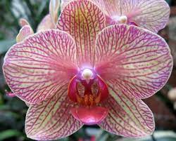 Light Orchid Orchids Phalaenopsis Orchid Orchid Photography