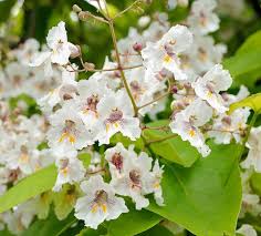 Trompetenbaum Der Perfekte Grune Sonnenschirm Trompetenbaum Trompete Baum