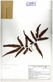 Image result for Lygodiaceae