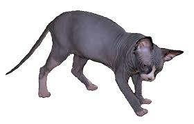 color pattern of sphynx cats