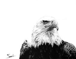 Black And White Eagle Painting Eagle Art Print Bald Eagle Painting Animal Art Eagle Etsy Eagle Painting Shark Painting Watercolor Paintings Of Animals