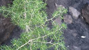Image result for Asparagus radiatus