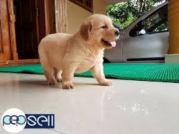 Buy your golden retriever puppy directly from a trusted breeder. Golden Retriever Puppy For Sale Thrissur Free Classifieds
