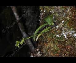 Image result for Angraecopsis parviflora