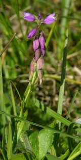 Image result for Polygala ohlendorfiana