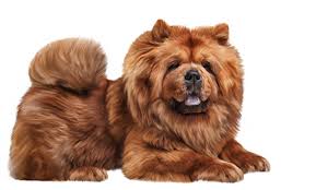 By then, it's too advanced to respond to treatment so the only thing a vet can do is try to manage the dog's pain, says the national canine cancer foundation. Liver Cancer Support For Dogs Mcdowell S Herbal Treatments