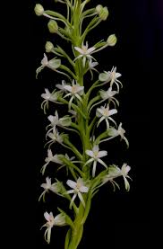 Image result for Habenaria filicornis