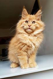 Sylvester is thought to be a maine coone runt and is expected to grow to approximately 5kg as an adult. Pin On Cats