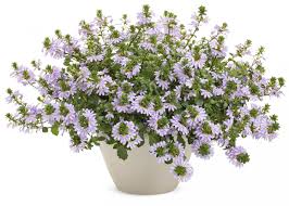 Check out our hot weather flower selection for the very best in unique or custom, handmade pieces from our shops. 20 Plants That Like Full Sun Heat Heat Tolerant Plants Proven Winners