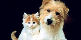 Cins Kedi Ve Kopek Sahiplendirme Bahanesiyle Dolandiricilik Memurlar Net