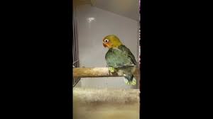 We did not find results for: Fischeri Spangle Green Youtube