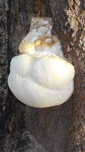 Please Help Me Id This Mushroom Before My Mil Eats It And Dies Possibly She Is Convinced Its Lions Mane Growing Stuffed Mushrooms Fungi Lions Mane Mushroom