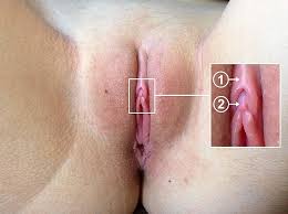 Klitoris – Wikipedia