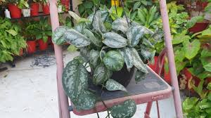 Tom turner as jonathan swift and jonathan broadbent as robert harley in queen anne. How To Grow And Care Silver Pothos Satin Pothos Scindapsus Pictus Fun Gardening Youtube