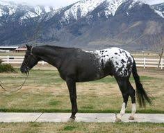 Black And White Mustang Horse For Sale Check Out This Amazing Adorable Black Appaloosa Gelding Horse Available Appaloosa For Sale In Venice Florida Usa Horses Appaloosa Horses Dressage Horses
