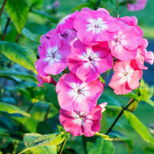 Image result for Phlox paniculata