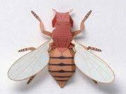 Common Fruit Fly Vinegar Fly Free Papercraft Download Papercraft Download Paper Crafts Fly Craft