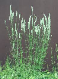 Image result for Kyphocarpa