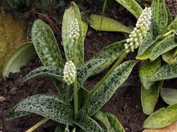 Image result for Drimiopsis