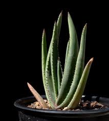 Image result for Aloe cryptopoda