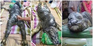 Jangan lupa buat subscribe & like pastinyalifeafter size : Makhluk Jadi Jadian Kerbau Setengah Buaya Gegerkan Thailand Merdeka Com