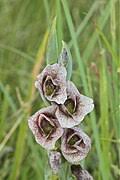 Image result for Gladiolus ecklonii