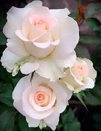 Pin En Rosas