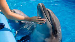 Zoomarine I Visitatori Non Potranno Nuotare Con I Delfini Troppo Stress Per Gli Animali