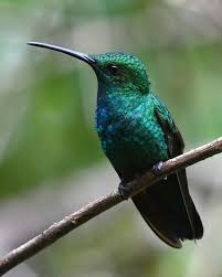 Image result for Ozoroa viridis