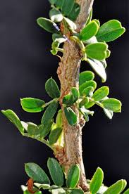 Image result for Ormocarpum trichocarpum