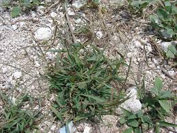 Image result for Anthephora