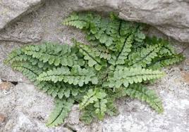 Image result for Asplenium linckii