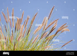 Image result for Cenchrus setaceus