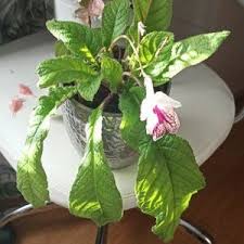 Image result for Streptocarpus buchananii