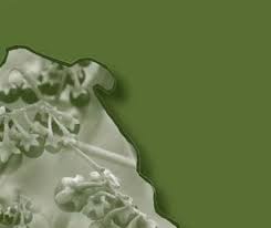 Image result for Solanum grossidentatum