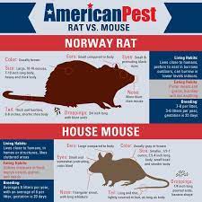 I Have A Rodent In My House Is It A Mouse Or A Rat Getting Rid Of Rats Rats Norway Rat