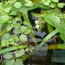 Image result for Parkeriaceae