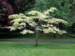 Home Pagoda Dogwood Dogwood Trees Small Backyard Gardens