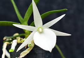 Image result for Angraecum conchiferum