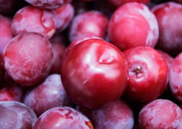 نهال گوجه‌سبز قرمز آمریکایی