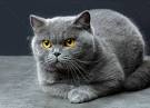 British Shorthair Cat Breed - Facts and Personality Traits ...