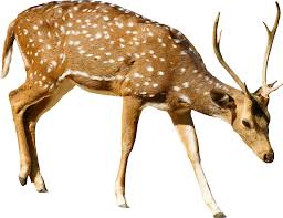 Deer Clipart Transparent Background Deer Transparent Background Transparent Free For Download On Webstockreview 2021 To created add 20 pieces, transparent deer images of your project files with the background cleaned. webstockreview