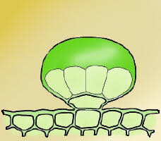 At the onset of secretion, glandular cells were more densely cytoplasmic than the other trichome cells. Peltate