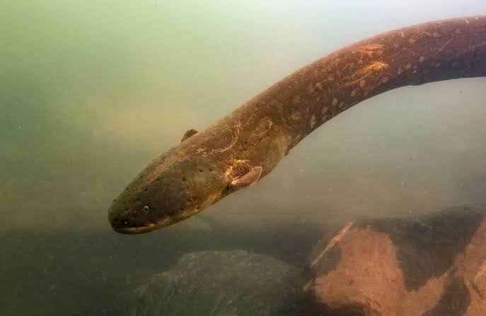Volta's Electric Eels Hunt in Packs | Sci.News